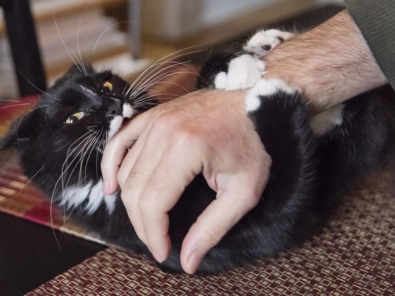 Cat playing rough biting owner's hand