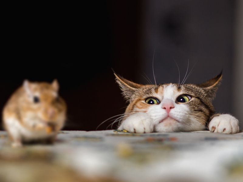 Cat playing with little gerbil mouse on thetable