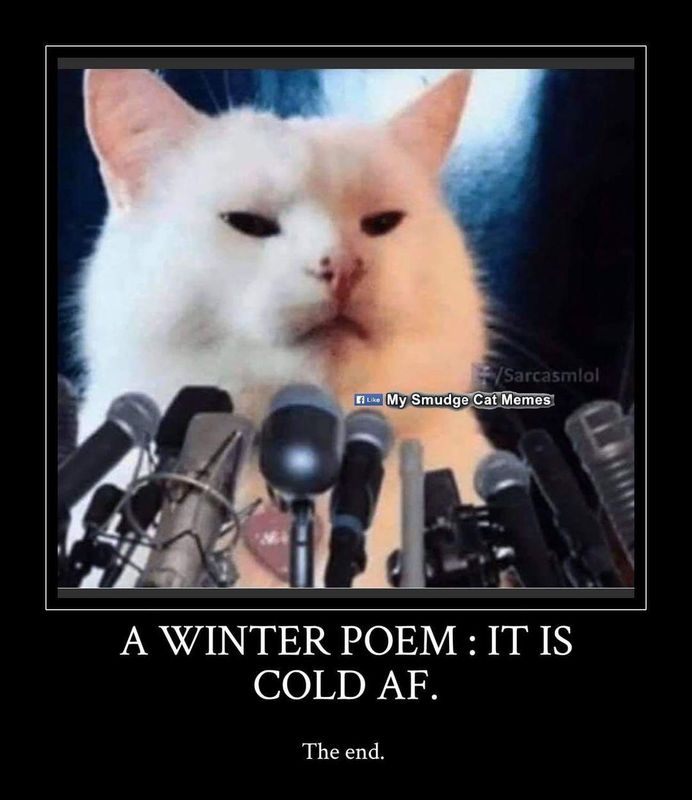 Cat poem meme