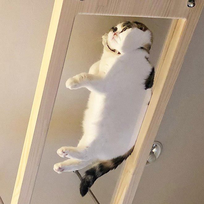 Cat relaxing on a glass table