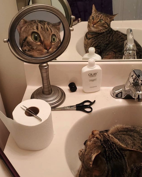 Cat sees reflection in mirror