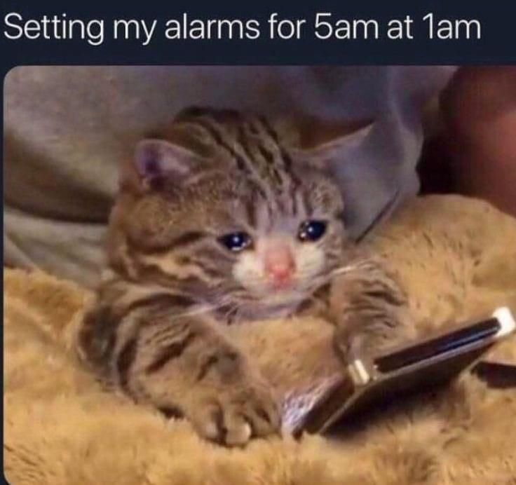 Cat setting its alarm
