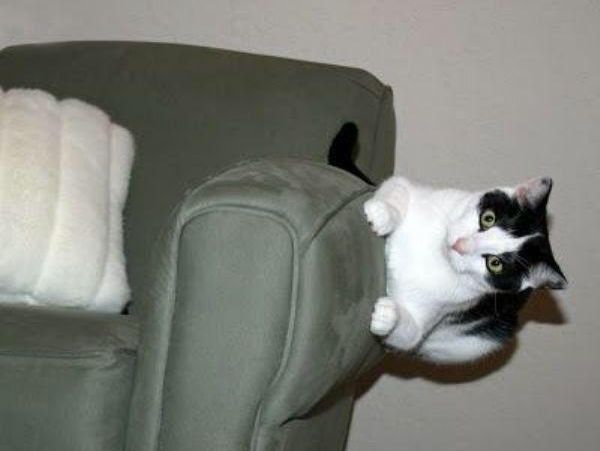 cat sideways on couch