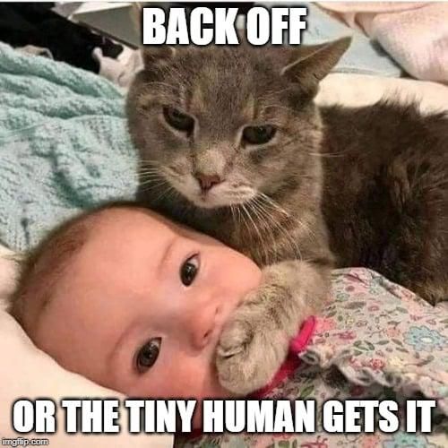 Cat silencing a baby (baby meme clean)