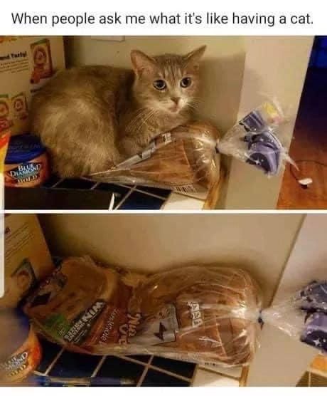 Cat sitting on bread