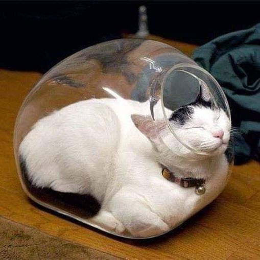 Cat sleeping in a fish bowl