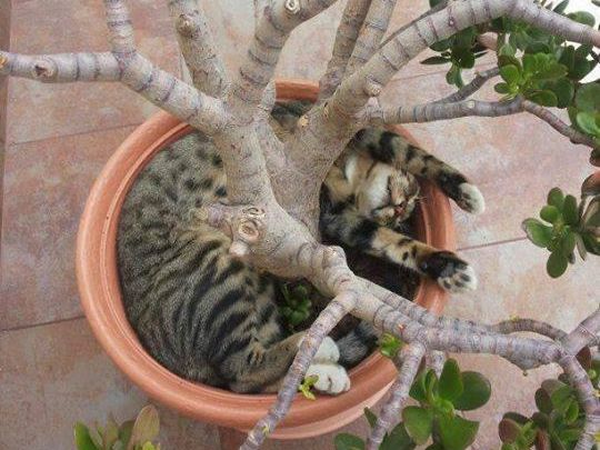 Cat sleeping in a potted plant