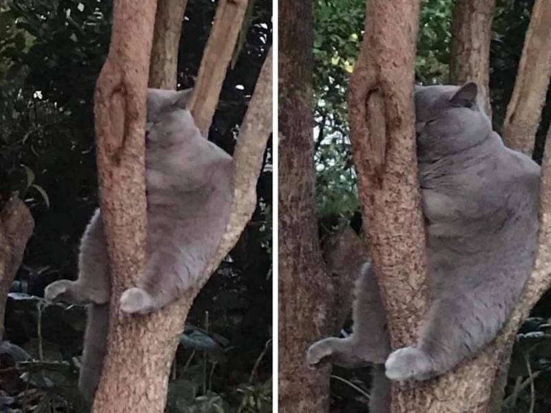 Cat sleeping in a tree