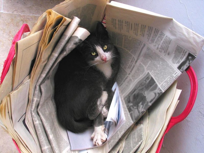 Cat sleeping in the old newspapers basket