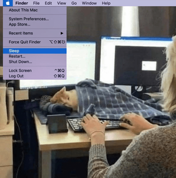 Cat sleeping on desk