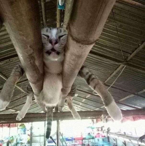 Cat sleeping on pipes