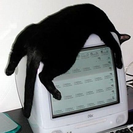 Cat sleeping on top of computer