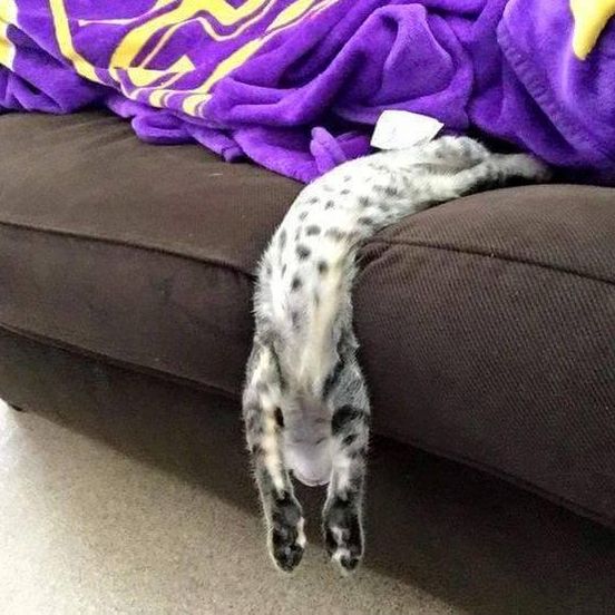 Cat sleeping upside down hanging off couch