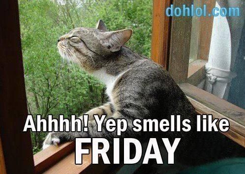 Cat smelling Friday meme
