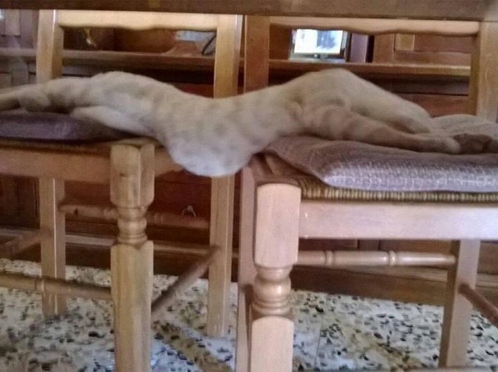Cat stretched out between two chairs