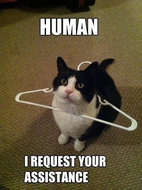 Cat stuck in a clothes hanger