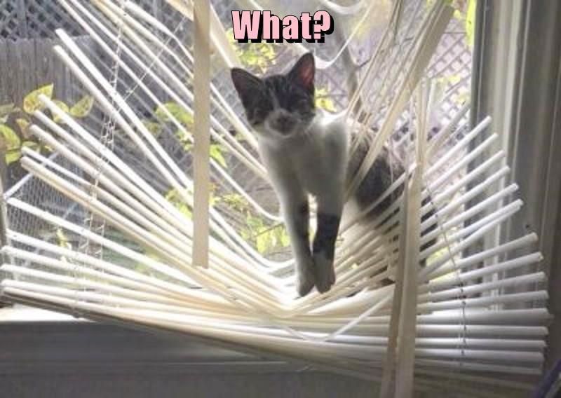 Cat stuck in blinds