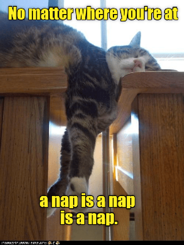 Cat taking a nap meme