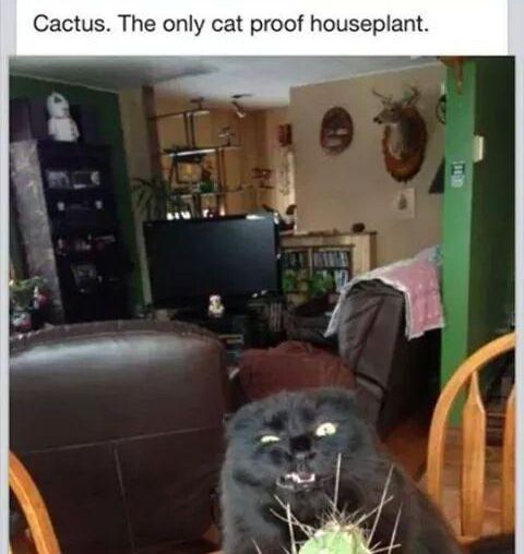 Cat trying to eat a cactus