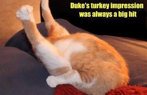 Cat turkey impression meme