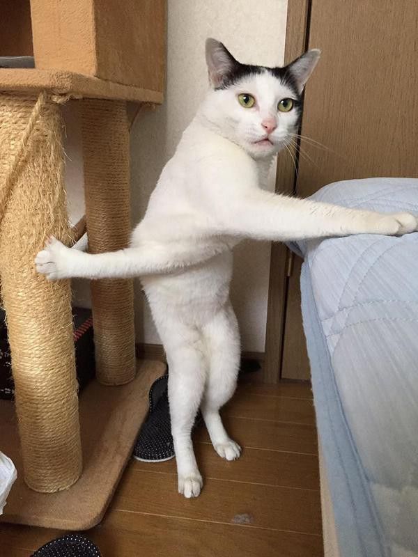Cat twisting legs