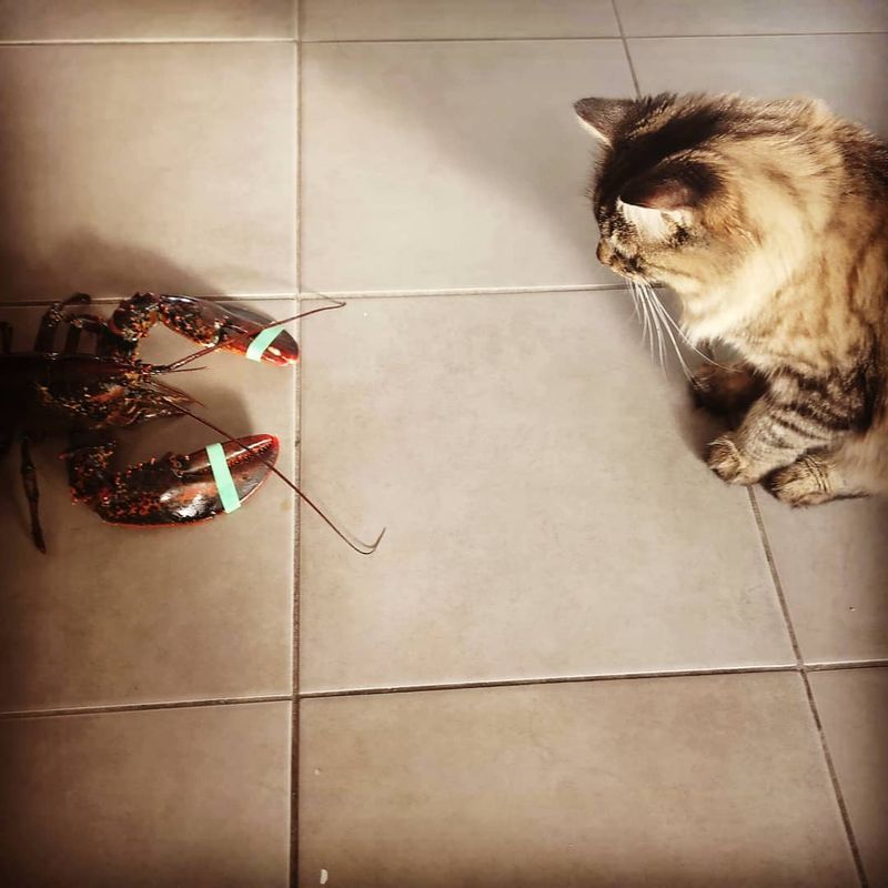 Cat vs. lobster