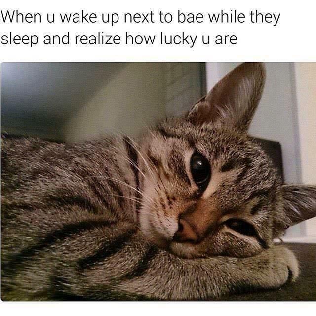 cat waking up next to you