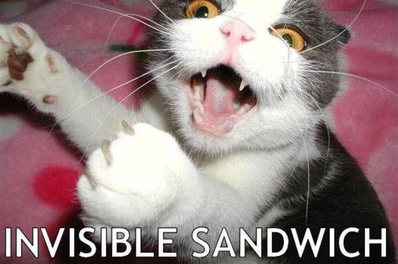 Cat wants a sandwich