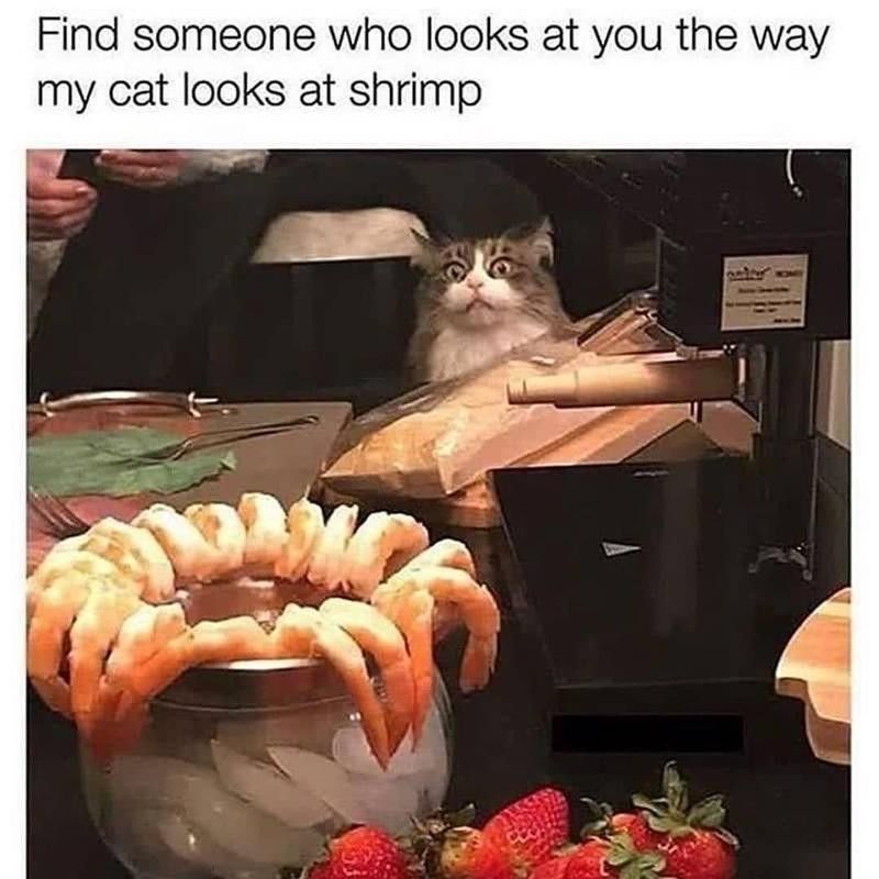 Cat wants shrimp meme