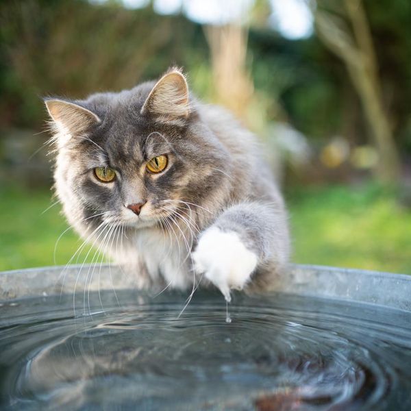 Blue tabby white maine coon cat playing with water in metal bucket outdoors