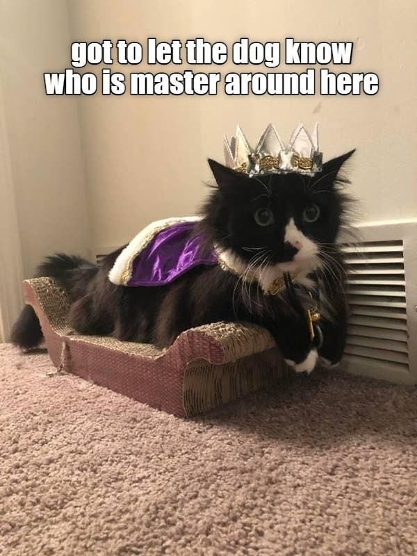 Cat wearing a crown