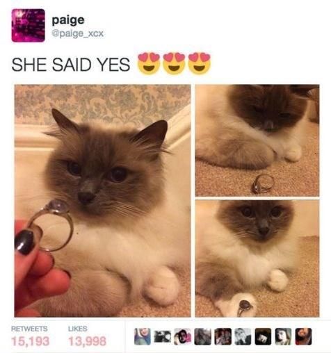 cat wearing engagement ring