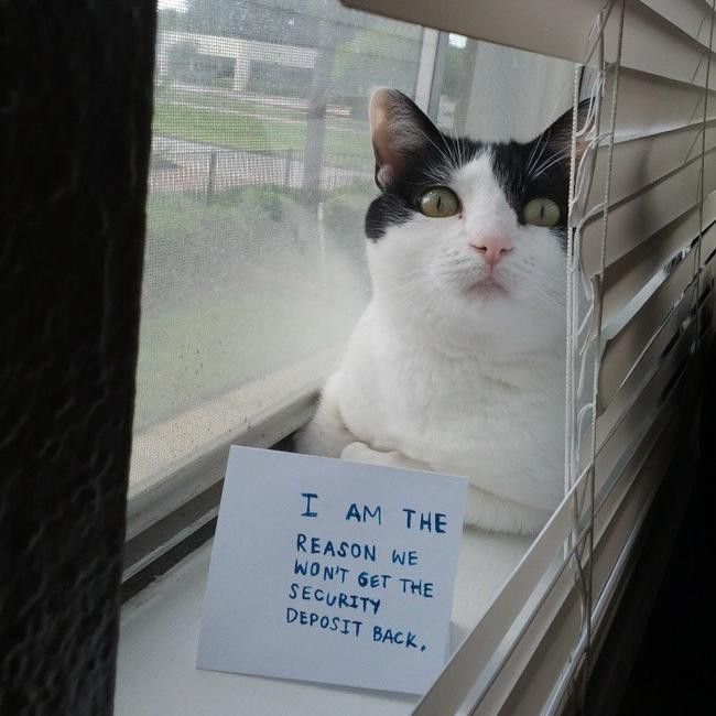 cat with broken blinds
