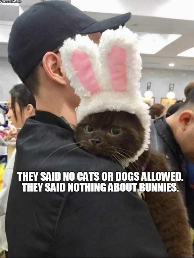 Cat with bunny ears