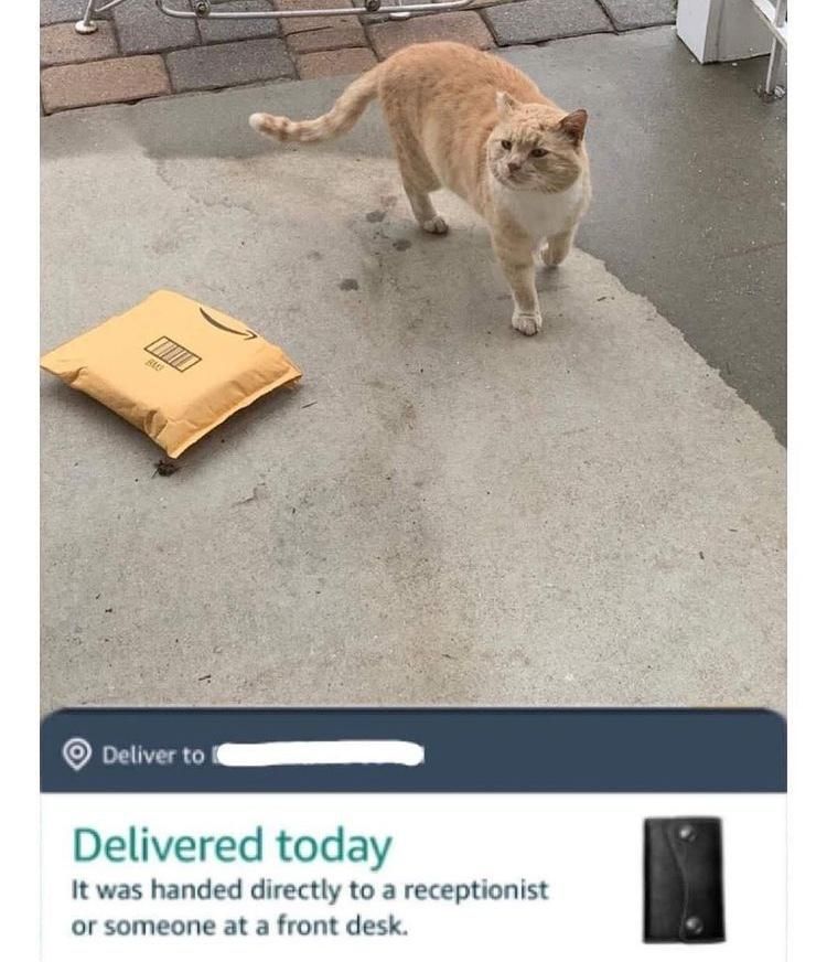 cat with package