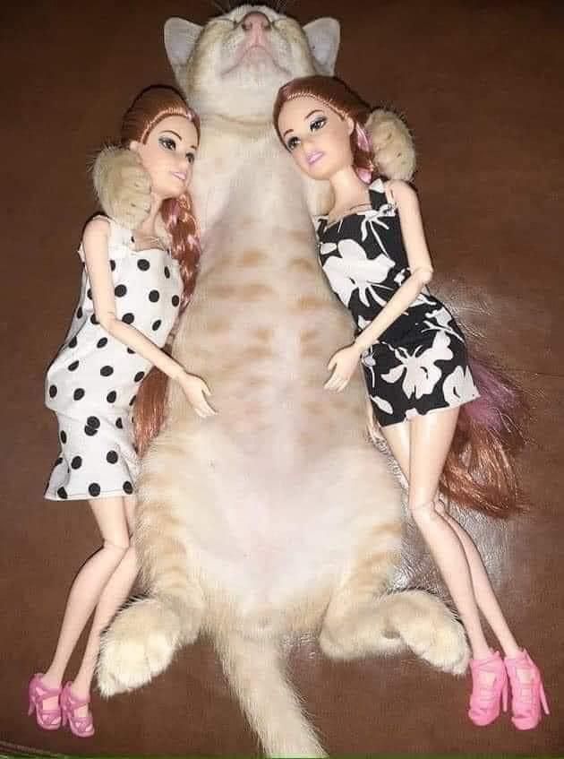 Cat with two barbies