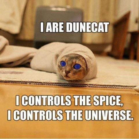 Cat worm Dune meme