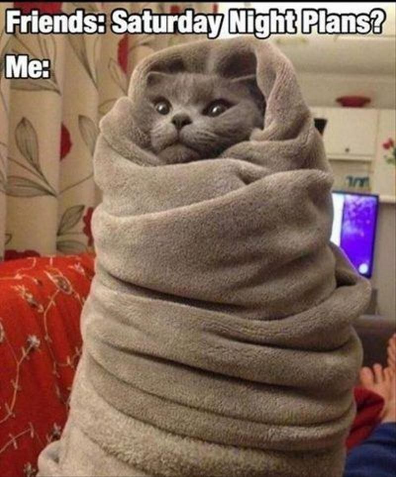 Cat wrapped in blanket