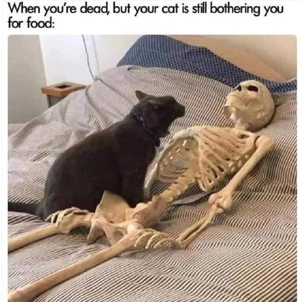 Hilarious Black Cat Memes Even Non-Cat Lovers Will Appreciate
