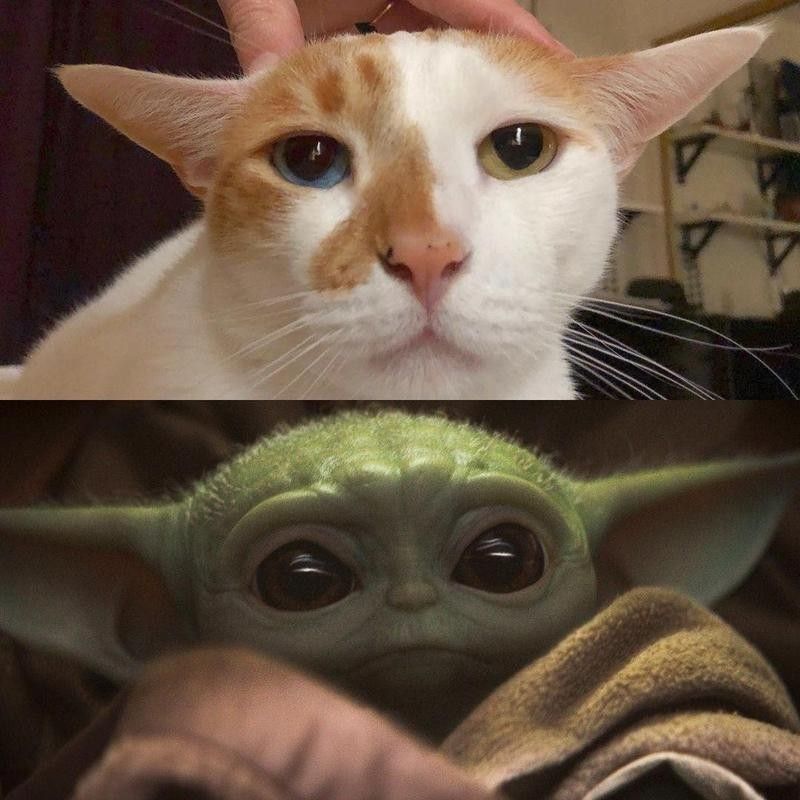 Cat Yoda meme