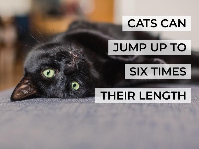 Cats Can Jump Up to Six Times Their Length