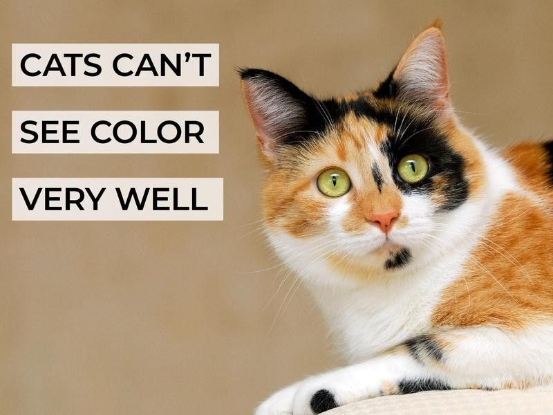 Cats Can't See Color Very Well