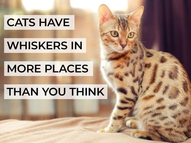 Cats Have Whiskers in More Places Than You Think