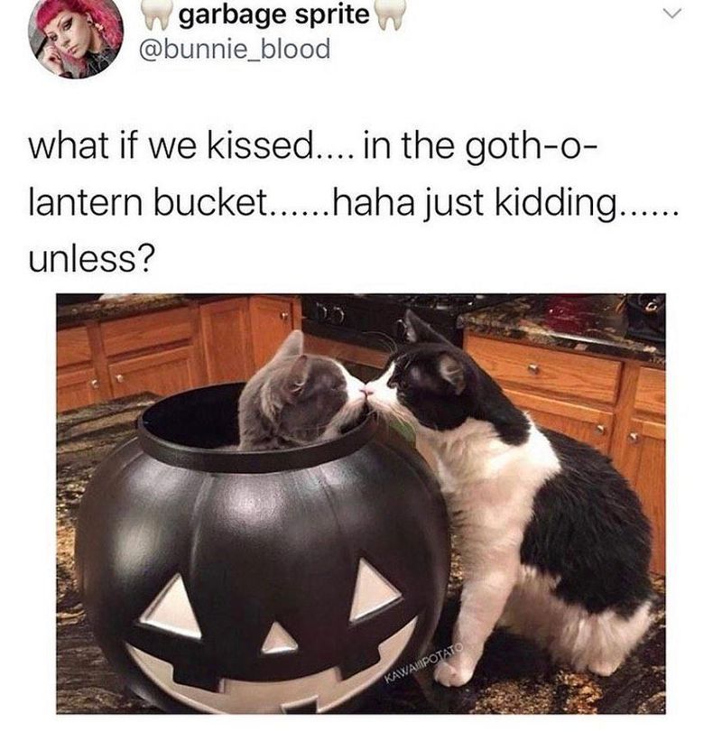 Cats in a jack-o-lantern