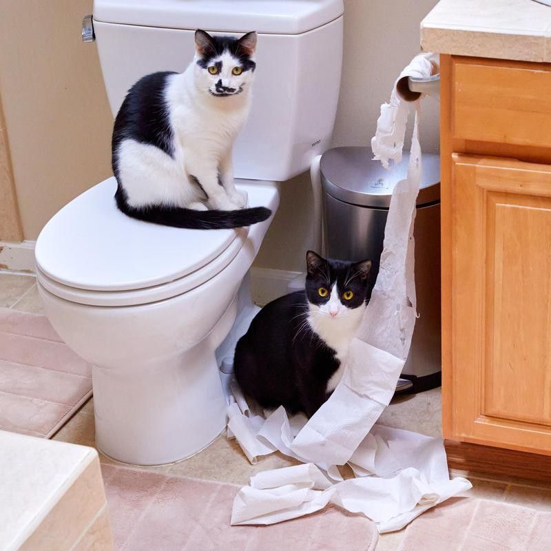 cats in bathroom