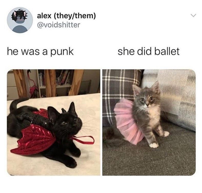 Cats in costumes