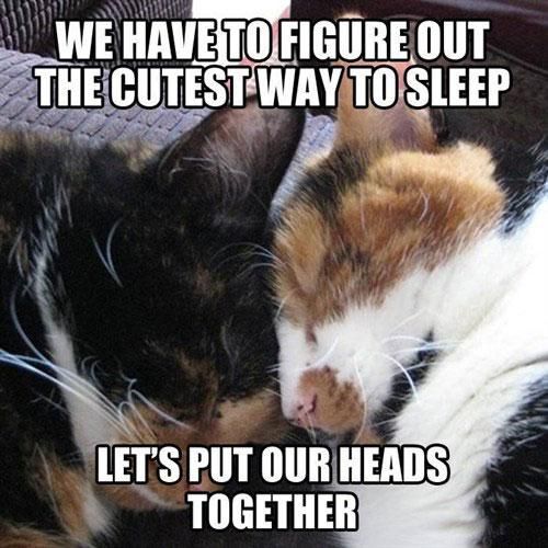 cats sleeping with heads together