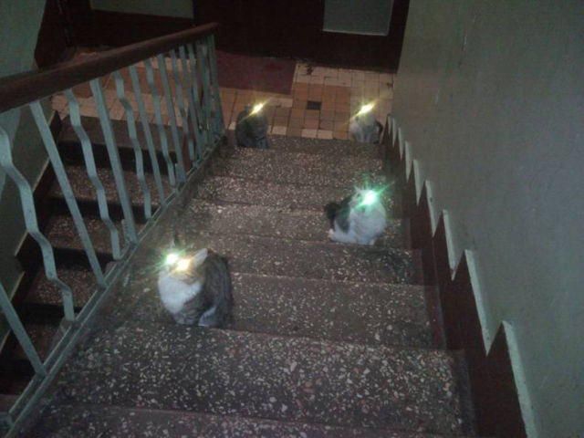 cats with glowing eyes