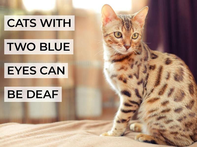Cats With Two Blue Eyes Can Be Deaf
