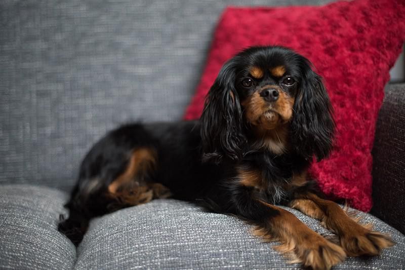 Cavalier King Charles Spaniel dog on a couch